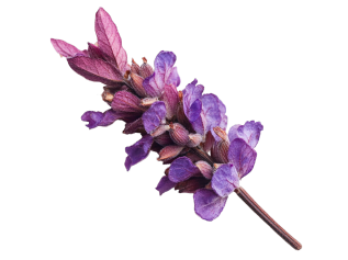 Fragranza